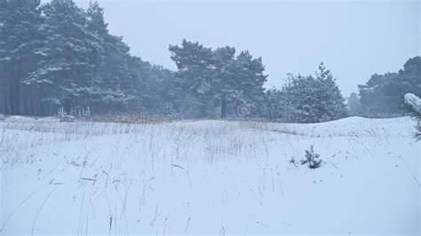 Beautiful Christmas Tree Blizzard in Winter Landscape in Late Evening in Nature Snowfall ...