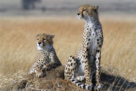 Cheetahs Are Racing Toward Extinction | Live Science