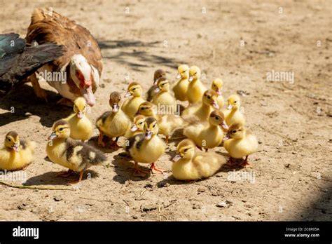 Mother duck with her ducklings. There are many ducklings following the ...