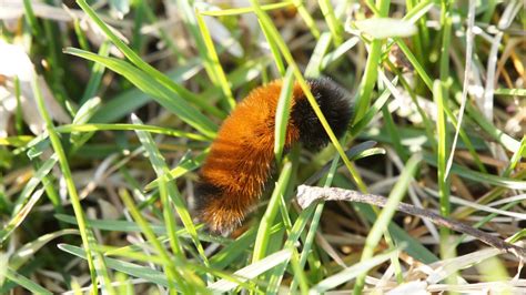 A Native Backyard: Wooly Bear