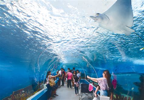 The largest aquarium in the Philippines is now here in Cebu!