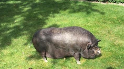 'Easily one of the fattest pigs I had ever seen in my life': This portly pig is in need of a ...