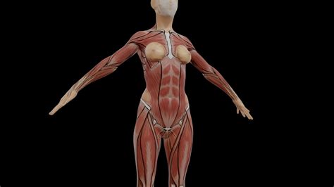 3d Female Muscle Anatomy