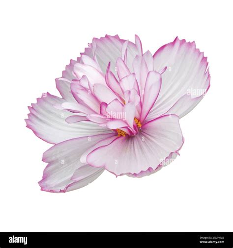 Side view of white cosmos flower with pink border. Cosmos blossom ...