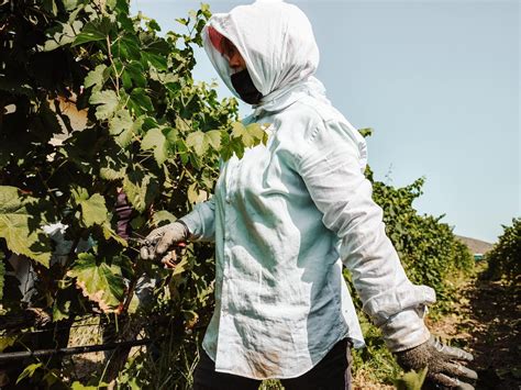 September brings the grape harvest season | Photos