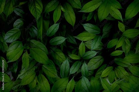 93 Background Green Leaf Images - MyWeb