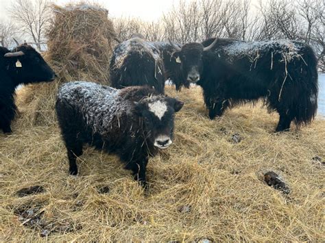 Yak Herd | Livestock | Calgary | Kijiji