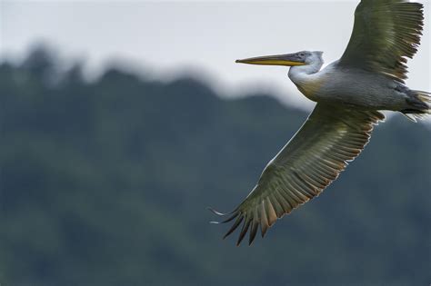 How Floating Nests May Save One of the World's Largest Water Birds | Science | Smithsonian