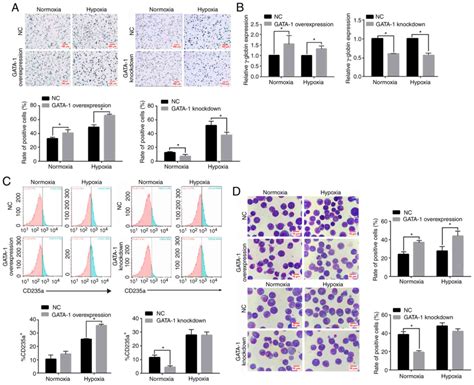 Effects of miR‑210‑3p on the erythroid differentiation of K562 cells under hypoxia