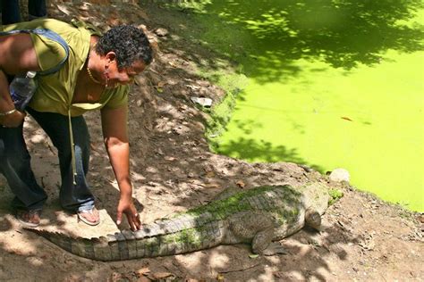 Experience The Gambian Wildlife