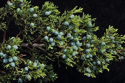 Juniperus ashei - Alchetron, The Free Social Encyclopedia