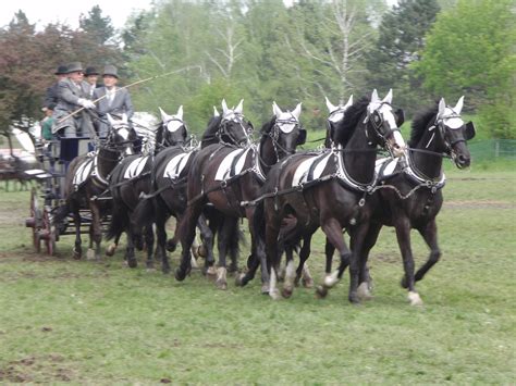 carriage and horses 2 Free Photo Download | FreeImages