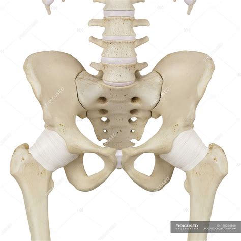 Structural anatomy of human pelvis — computer artwork, plain background ...