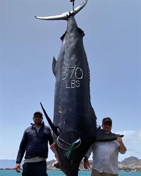 Ikan Marlin Biru 621kg & Kedua Terbesar Berjaya Ditangkap Di Lautan ...