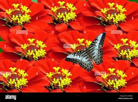 Zinnia flowers with a blue butterfly Stock Photo - Alamy