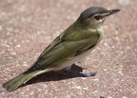 Vireo | Migration, Songbird, Behavior | Britannica