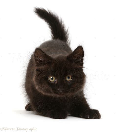 Playful fluffy black kitten photo WP41487