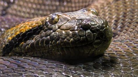 Anaconda As A Pet (Complete Guide To Keeping An Anaconda)