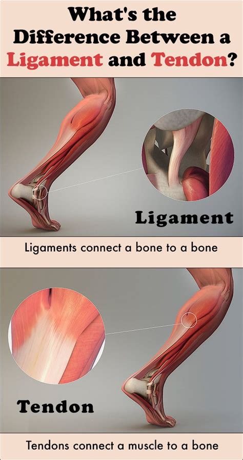 Tendon vs Ligament: What’s the Difference? | Human anatomy and ...