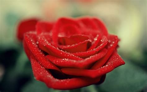 Red Rose Flower Background (42+ pictures) - WallpaperSet