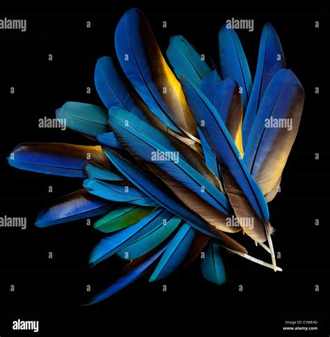 Macaw feathers Stock Photo - Alamy