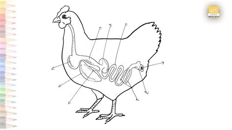 Poultry Digestive System - vrogue.co