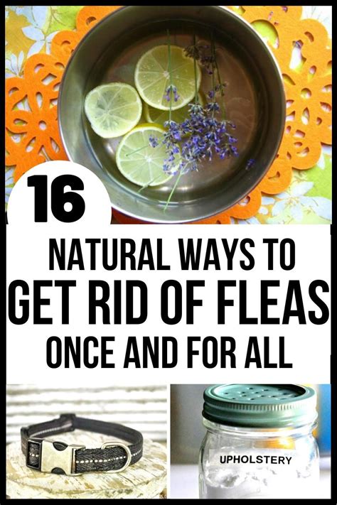 Natural Flea Remedies, Dog Flea Remedies, Home Remedies For Fleas, Flea Remedy For Dogs, Flea ...