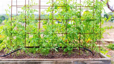 HOW TO STAKE TOMATOES IN A RAISED BED? – Bed Gardening