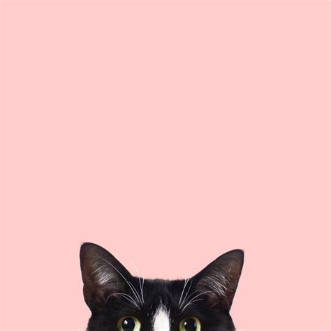 minimalism on | Cat phone wallpaper, Cat wallpaper, Cat pattern wallpaper