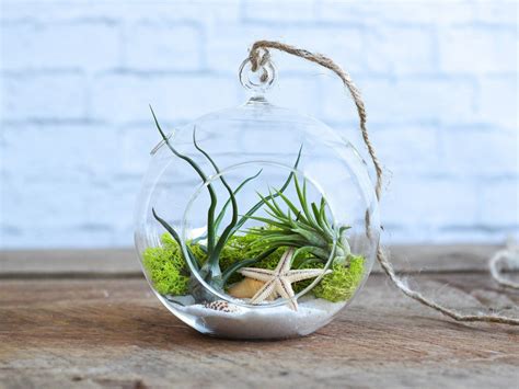 Choosing The Right Air Plant Terrarium | Air Plant Design Studio