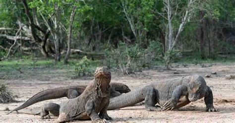 Komodo Dragon Behavior - AnimalBehaviorCorner