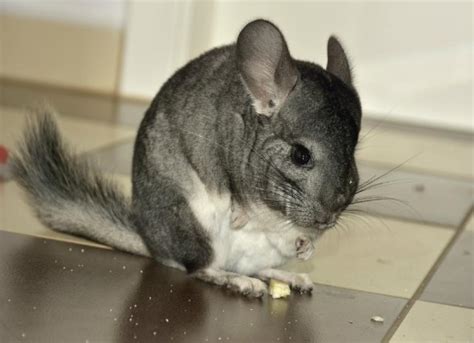 What Do Chinchillas Eat? | PetMD