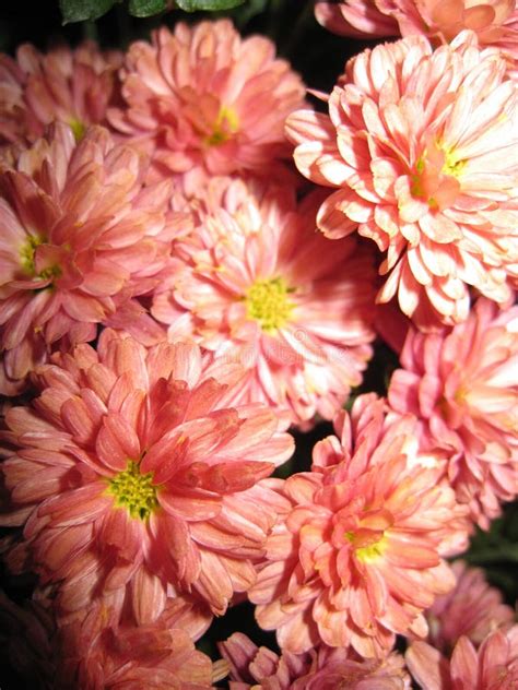 Mums stock photo. Image of pink, mums, fall, autumn, flowers - 77727598