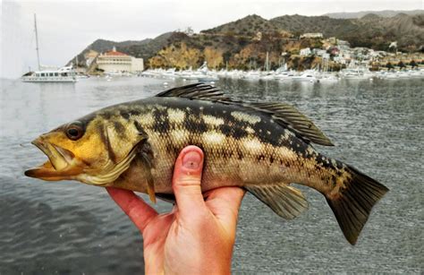 Calico Bass | Mexican Fish.com