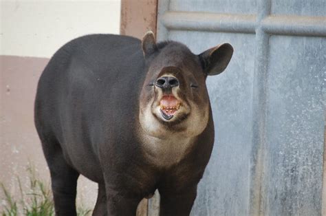 The lowland tapir faces extinction risk in South America