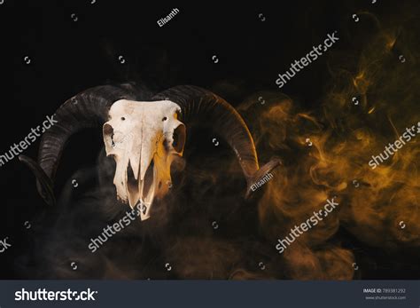 Real Ram Skull Horns On Yellow Stock Photo 789381292 | Shutterstock