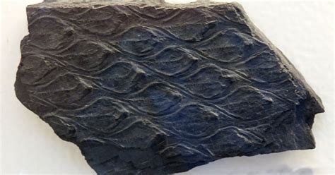 Louisville Fossils and Beyond: Lepidodendron aculeatum Plant Fossil