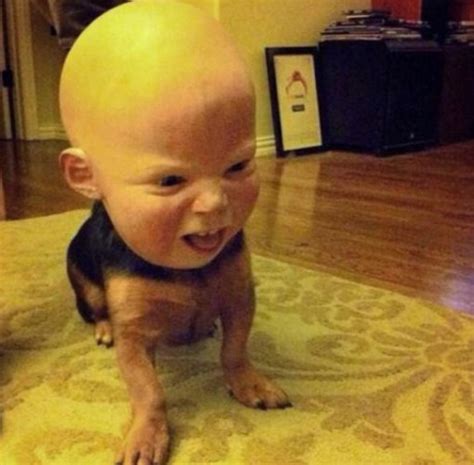 Top 10 Scariest Halloween Costumes for Dogs You Will Ever See