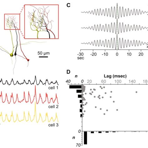 Kinetic of synaptic transmission, Epsp (red, thick) vs Ipsp (green ...