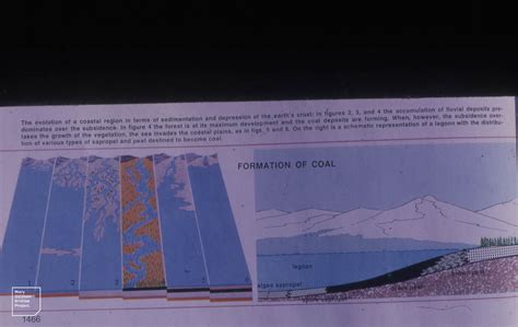 Formation of coal growth and subsidence of swamp forests | Flickr