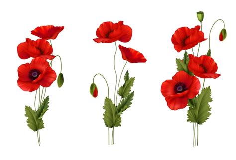 Poppy Images - Free Download on Freepik