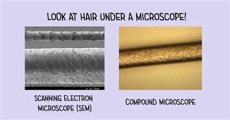 21+ Horse Hair Under Microscope - HuzaifahPavel