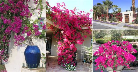 10 Bougainvillea Uses for Gardeners | Landscaping with Bougainvillea