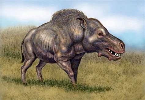 Entelodont : r/prehistoricreatures