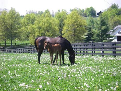 Lexington KY Horse Farm - Kentucky Horse Farms For Sale | Kentucky ...