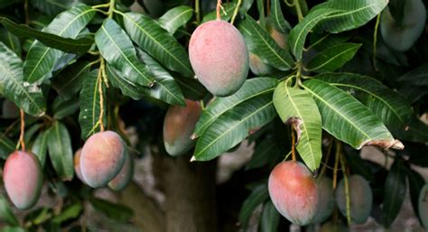 Mango Tree Leaves – Benefits, Importance, and Uses | Mango.org