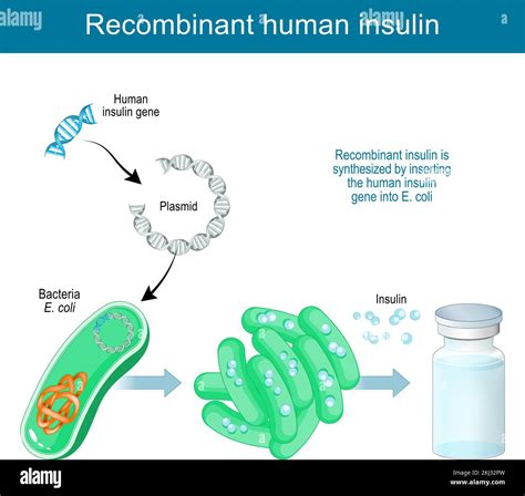 E Coli Diagram Plasmid