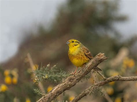 Yellowhammer Bird Facts (Emberiza citrinella) | Birdfact