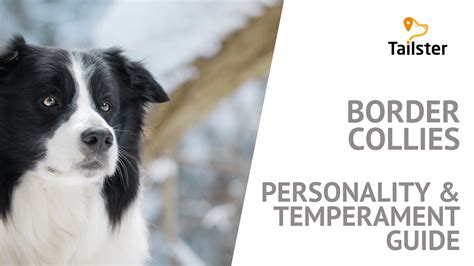 The Border Collie: Temperament And Personality Guide