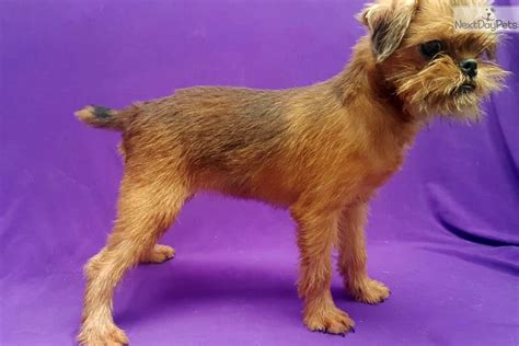 Brussels Griffon puppy for sale near Mcallen / Edinburg, Texas. | 3099642e-8111